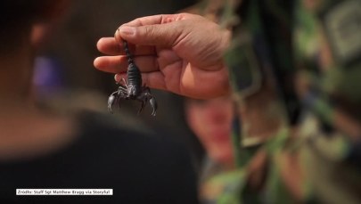 Jedli skorpiony, pili krew kobry. Żołnierze uczyli się przetrwania w dżungli