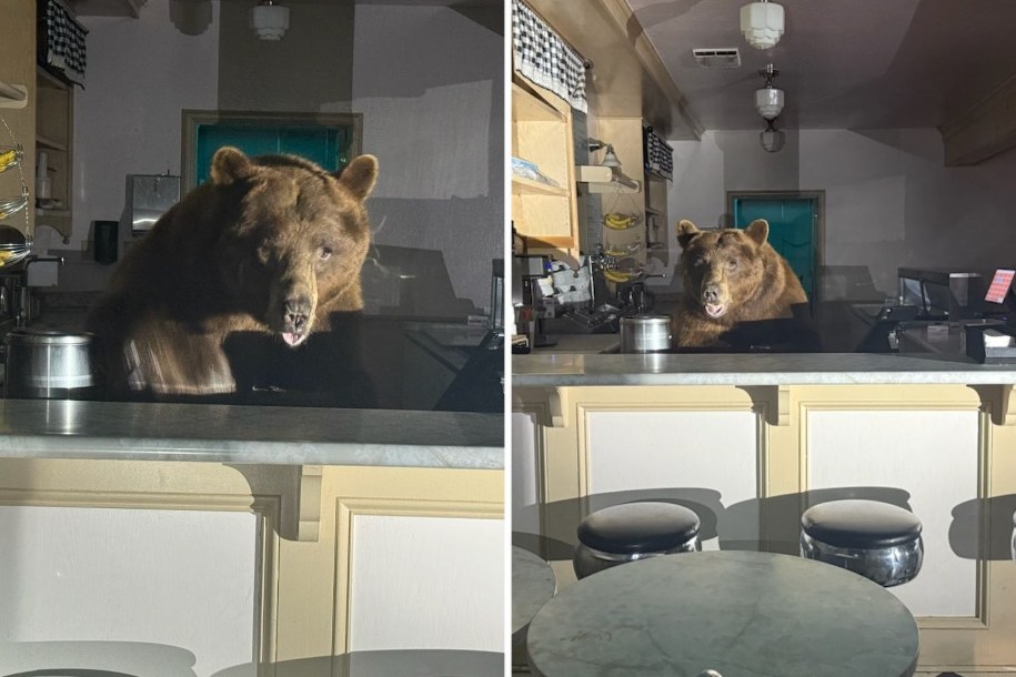 Jedna gałka czy dwie? Niedźwiedź... za ladą lodziarni /El Dorado County Sheriff's Office  /