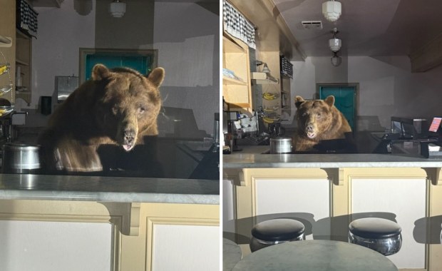 Jedna gałka czy dwie? Niedźwiedź... za ladą lodziarni 