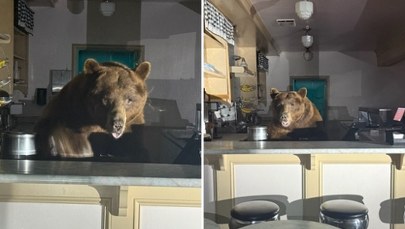 Jedna gałka czy dwie? Niedźwiedź... za ladą lodziarni 