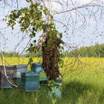 Jedna pszczela rodzina to ponad 1000 euro dochodu