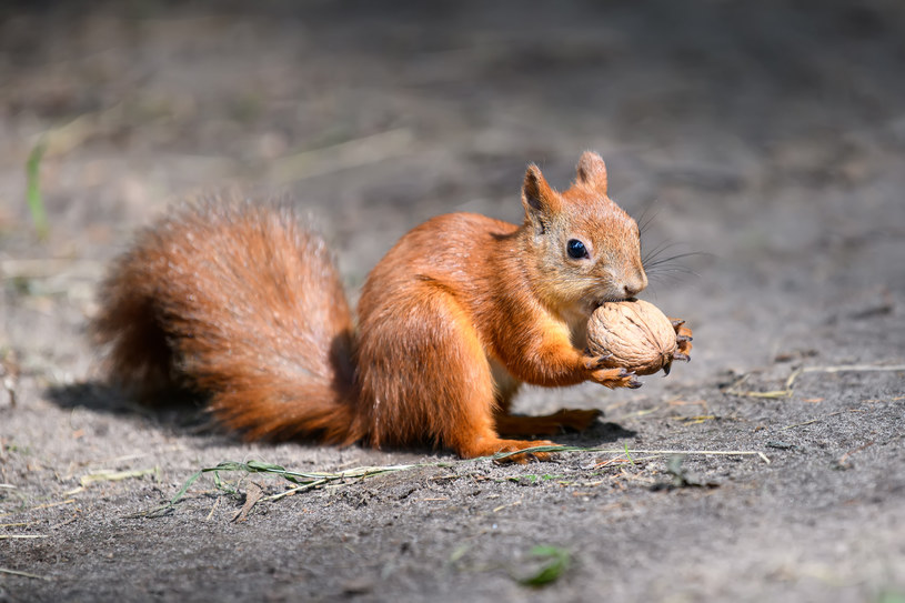 Jedna wiewiórka potrafi zakopać tysiące orzechów ciągu roku. W Polsce żyje ok. 100 tys. wiewiórek i wszystkie znajdują się pod ochroną. /123RF/PICSEL