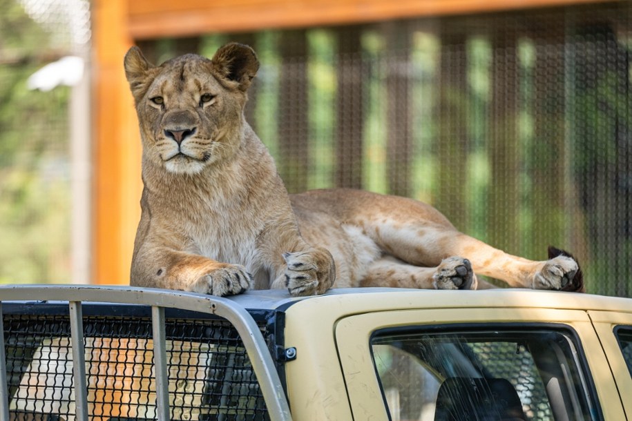 Jedna z lwic we wrocławskim zoo (zdjęcie z 2024 r.) /Maciej Kulczyński /PAP