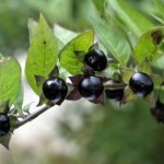 rośliny lecznicze Jedna z najbardziej trujących roślin. Już kilka owoców to dawka śmiertelna