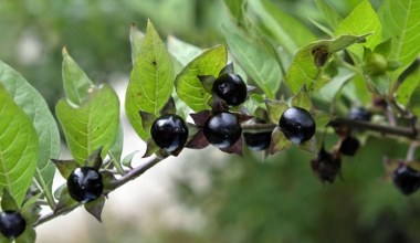 Jedna z najbardziej trujących roślin. Już kilka owoców to dawka śmiertelna