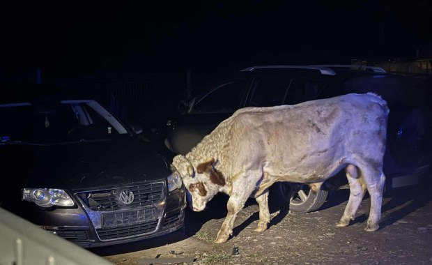 "Jedna z najdziwniejszych akcji". Uszkodzone auta i pogoń za agresywnymi bykami w Małopolsce