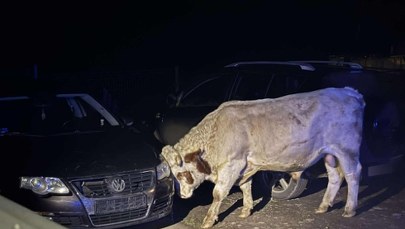 "Jedna z najdziwniejszych akcji". Uszkodzone auta i pogoń za agresywnymi bykami w Małopolsce