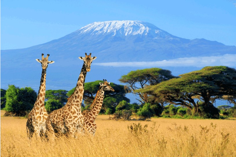 Jedną z największych atrakcji turystycznych Kenii są z pewnością malownicze parki narodowe /123RF/PICSEL