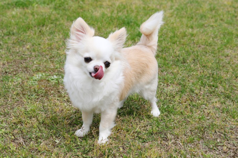 Jedna z ras psów, które drżą naturalnie to chihuahua /Getty Images