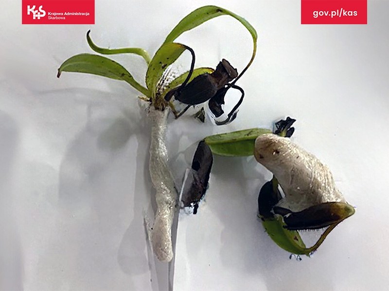 Jedna z sadzonek dzbaneczników, które w przesyłce znaleźli funkcjonariusze mazowieckiej Krajowej Administracji Skarbowej /Izba Administracji Skarbowej w Warszawie /