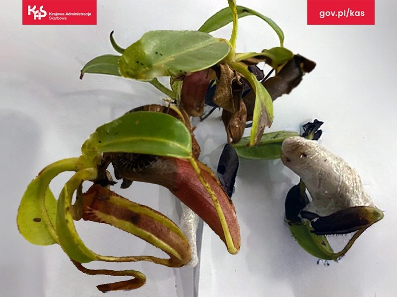 Jedna z sadzonek dzbaneczników, które w przesyłce znaleźli funkcjonariusze mazowieckiej Krajowej Administracji Skarbowej /Izba Administracji Skarbowej w Warszawie /