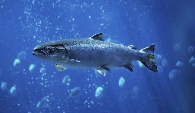 Jedna z ulubionych ryb Polaków niemal zniknęła. Niepokojące dane z Bałtyku