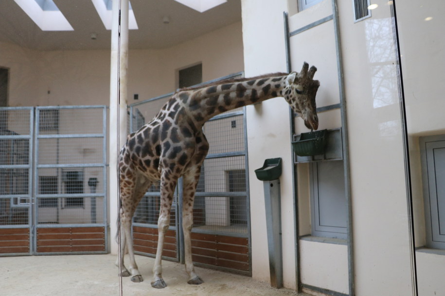 Jedna z żyraf mieszkających w krakowskim ogrodzie zoologicznym /Józef Polewka /RMF FM