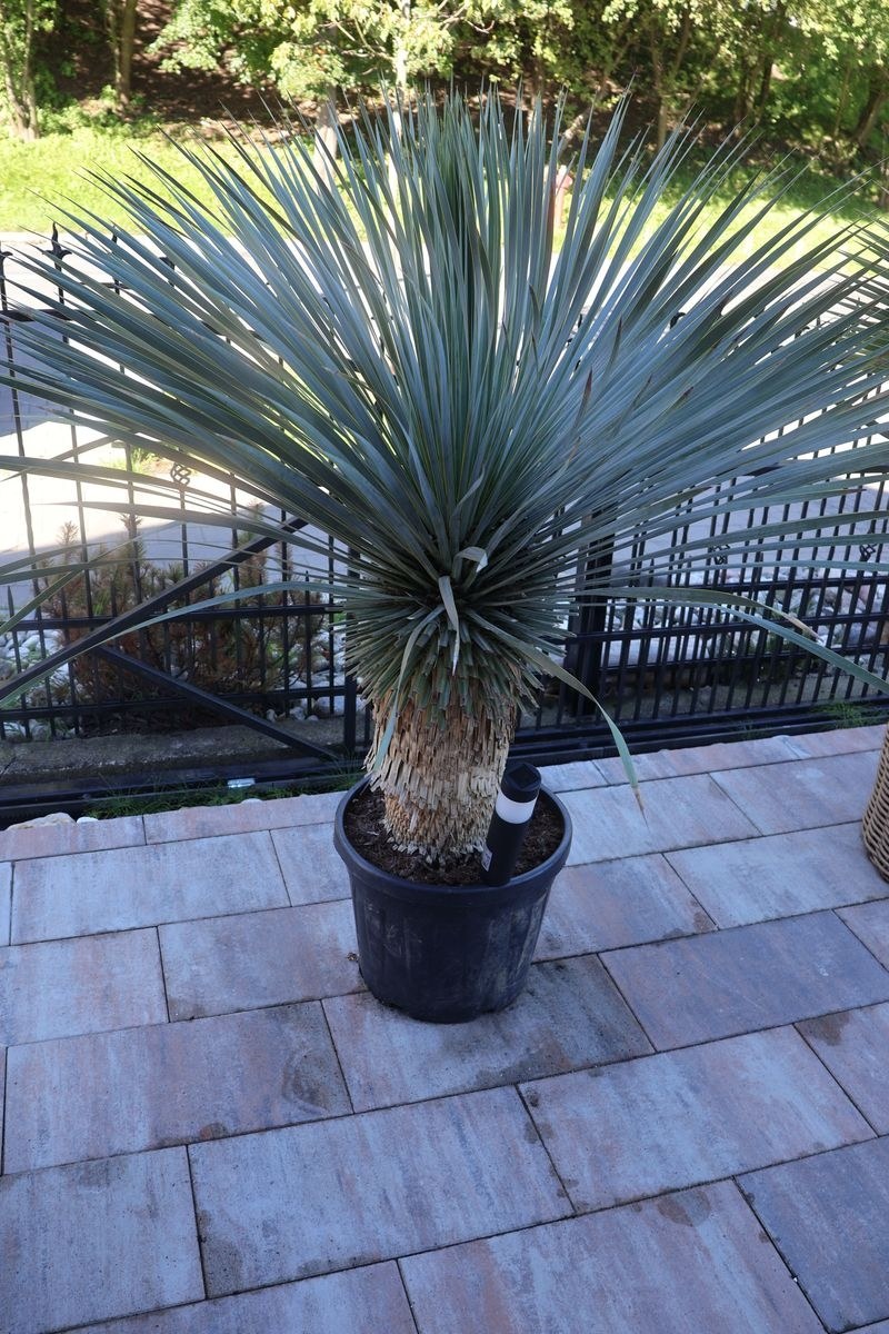 Jedna ze skradzionych roślin, fot. Policja Sopot /