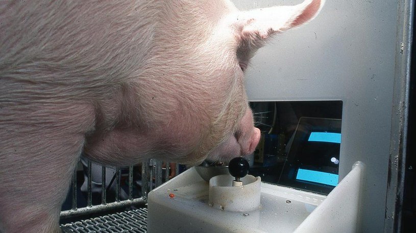 Jedna ze świń biorących udział w badania podczas gry, w której nagrodą były smakołyki /Eston Martz / Pennsylvania State University /materiały źródłowe