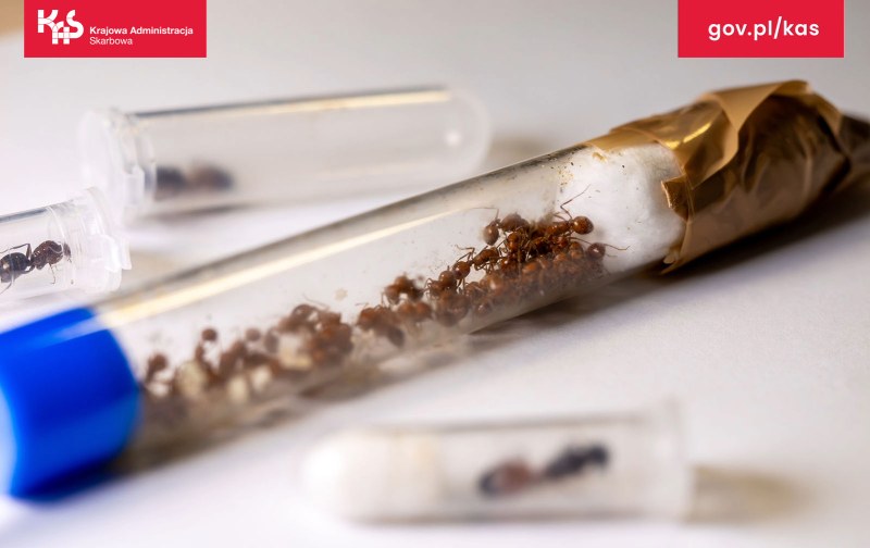 Jedna ze znalezionych fiolek /foto: slaskie.kas.gov.pl /