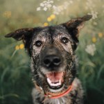 Jedne z najdawniejszych psów europejskich żyły w Kraju Basków