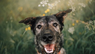 Jedne z najdawniejszych psów europejskich żyły w Kraju Basków