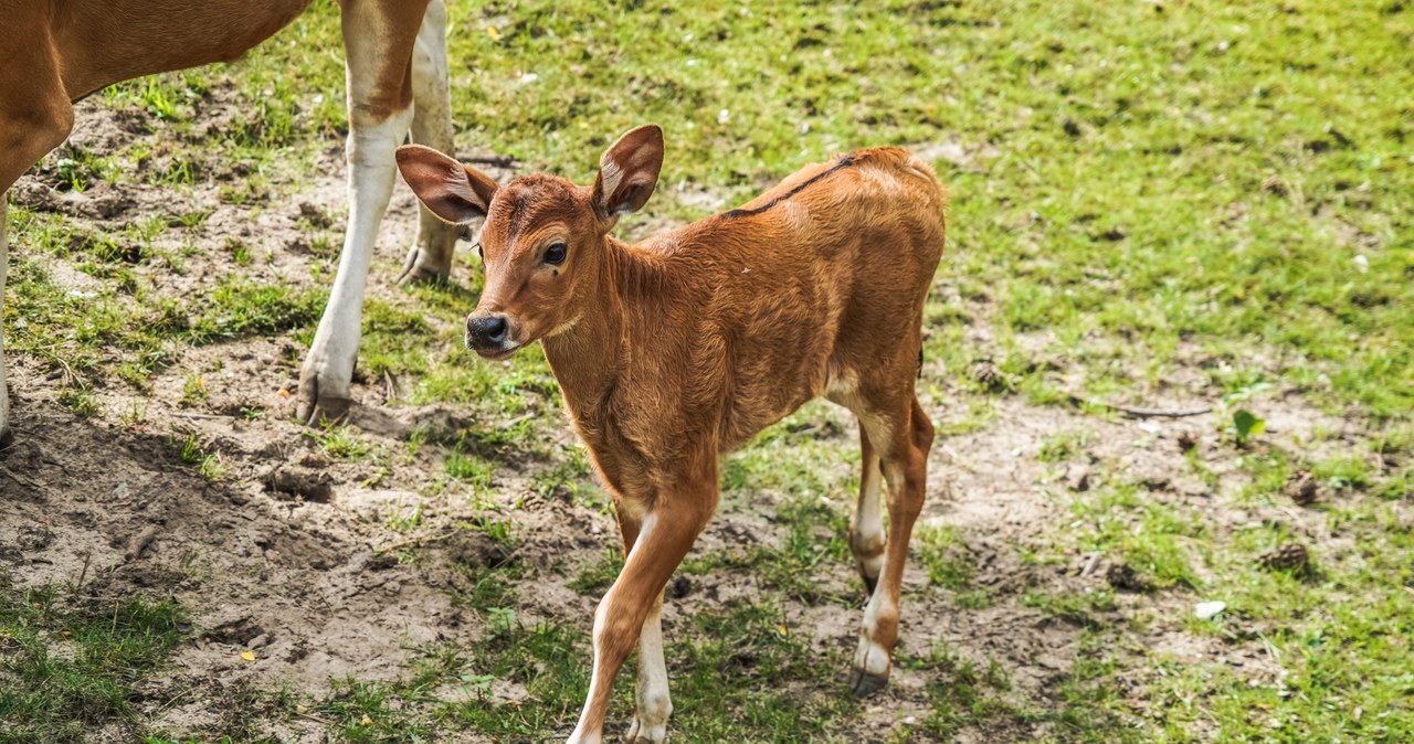 Jedne z najrzadszych krów świata przyszły na świat w ZOO Wrocław