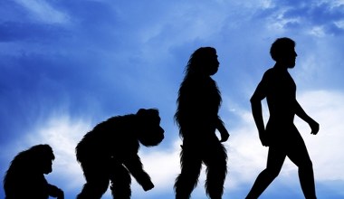 Jedne z najstarszych śladów wczesnego człowieka poza Afryką. Nowe datowanie