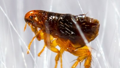 Jedno ugryzienie pchły i 35-latek został kaleką. Amputowano mu ręce