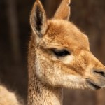 Andy Jedno z najpiękniejszych zwierząt jest w Polsce. Łatwo pokochać te oczy