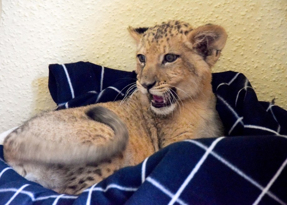 Jedno z odebranych lwiątek /Ogród Zoologiczny w Poznaniu /PAP