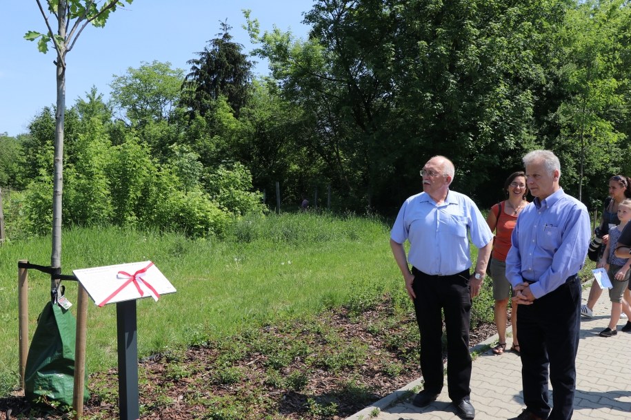 Jedno z posadzonych drzew /RMF FM