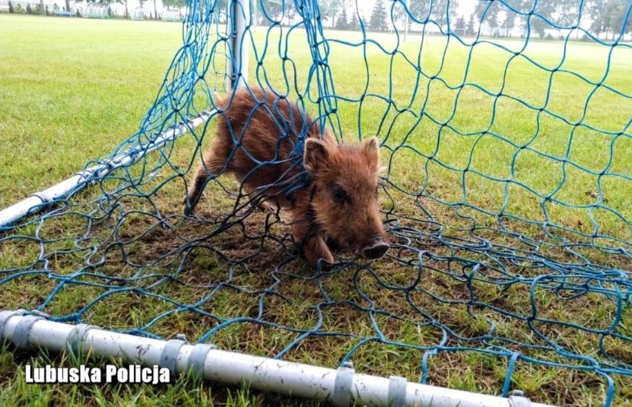 Jedno ze zwierząt coraz mocniej zaciskało sznurek na szyi i zaczynało się dusić /Policja