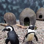 Jednopłciowa para pingwinów. Przyrodnicza ciekawostka z Wrocławia