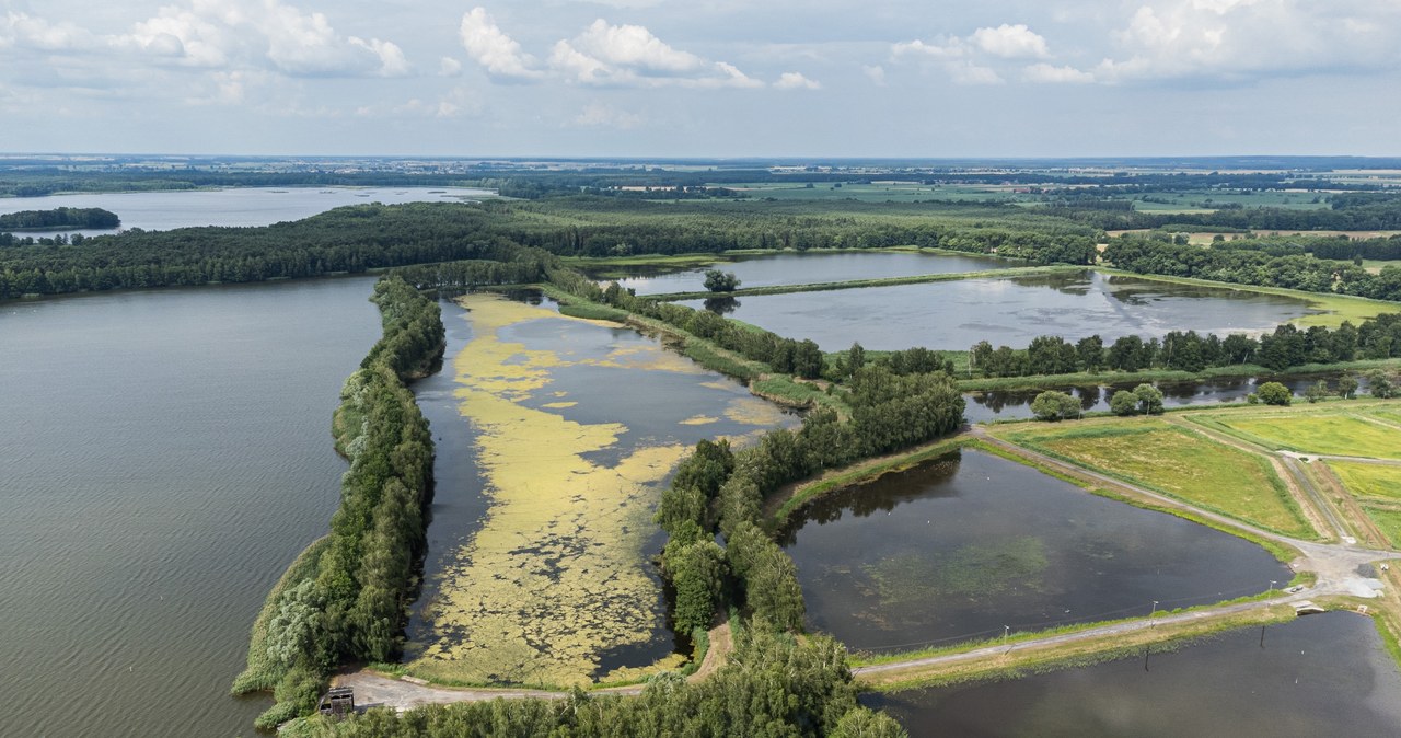 Jednym z największych skarbów Doliny Baryczy jest jej ornitologiczna różnorodność – niemal 300 gatunków ptaków, /Mateusz Grochocki /East News