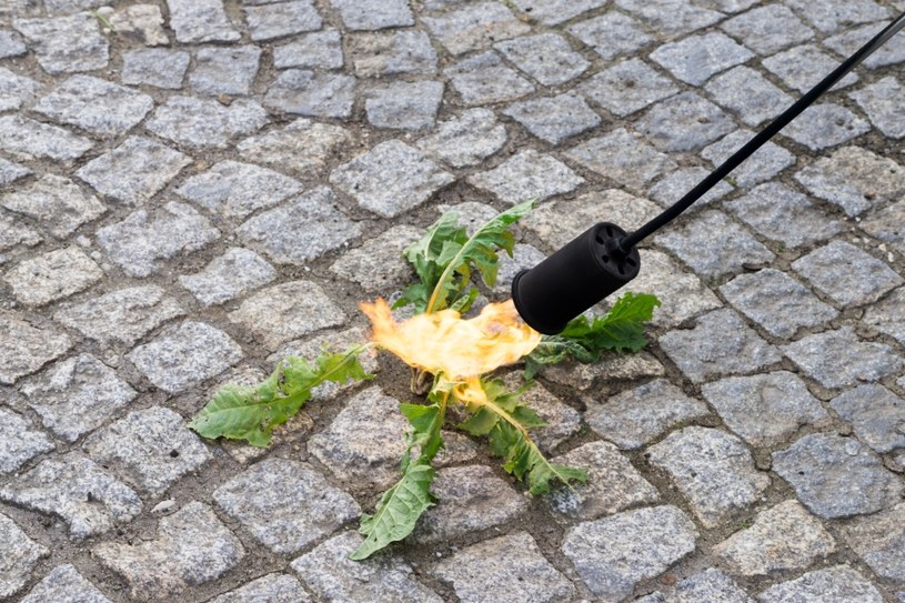 Jednym ze sposobów na pozbycie się chwastów jest zastosowanie wypalarki do chwastów /123RF/PICSEL