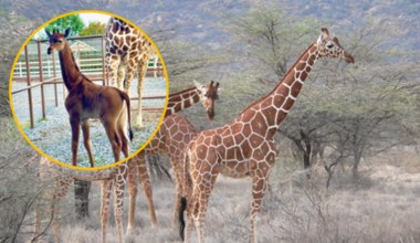 Jedyna na świecie żyrafa bez cętek otrzymała imię. Jest unikatowe