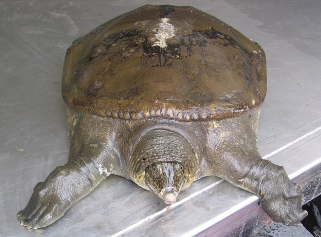 Jedyna znana na świecie samica rzadkiego żółwiaka szanghajskiego zmarła w zoo w Suzhou, na wschodzie Chin /Handout /PAP/EPA