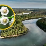 wyspa Jedyne takie miejsce w Europie. Ich zapach wszyscy czują z daleka