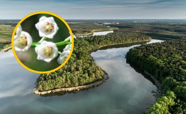 Jedyne takie miejsce w Europie. Ich zapach wszyscy czują z daleka