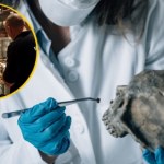 Jedyne takie muzeum w Polsce. Raj dla fanów medycyny sądowej we Wrocławiu