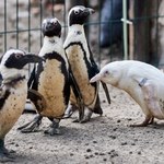 "Jedyny taki na świecie". Pingwin albinos w gdańskim zoo