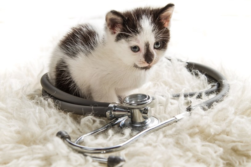 Jedynym przeciwwskazaniem do felinoterapii jest alergia na kocią sierść i naskórek /123RF/PICSEL