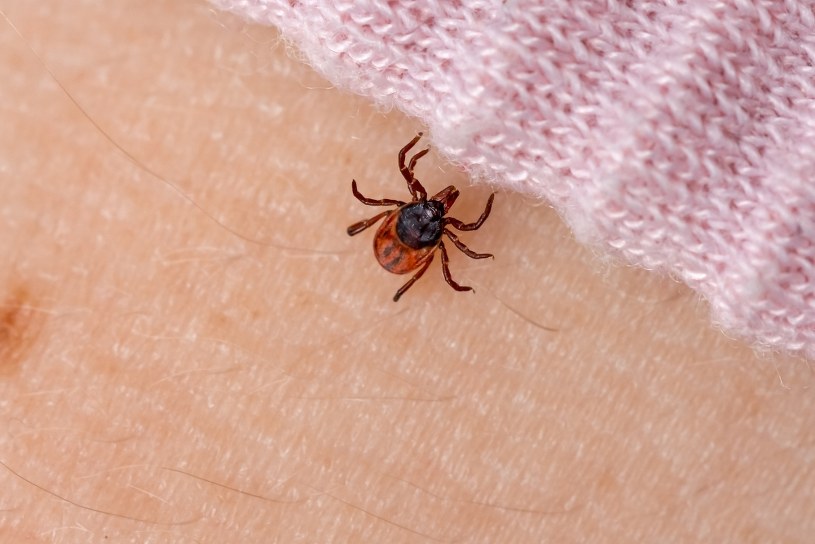 Jedz przed wyjściem w plener. Kleszcze będą uciekać, gdzie pieprz rośnie