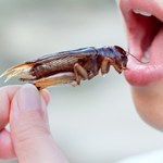 Jedzenie robaków pomaga schudnąć. Białko owadów poprawia metabolizm