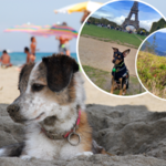 Jedziesz na wakacje z psem? O tym nie zapominaj - może skończyć się tragicznie!