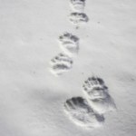 ślady "Jego ślad budzi strach". Leśnik pokazał zdjęcie z drogi do pracy