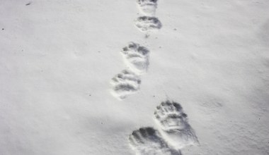 "Jego ślad budzi strach". Leśnik pokazał zdjęcie z drogi do pracy