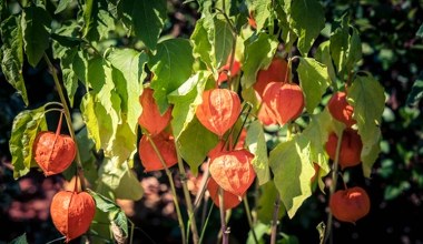 Jej owoce wyglądają jak papierowe lampiony. To piękność jesiennego ogrodu