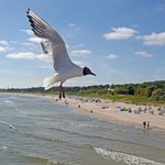 Jej śmiech to powód do radości? Te zwierzęta wydają specyficzne odgłosy