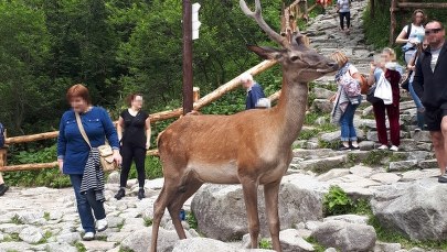 Jeleń nad Morskim Okiem. Tłumy turystów mu nie straszne