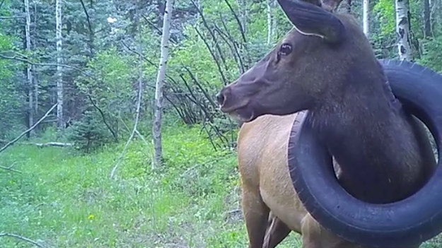 Jeleń przed dwa lata nosił na szyi oponę /Colorado Parks & Wildlife /