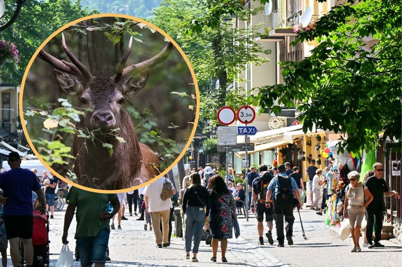 Jeleń sieje postrach wśród turystów w Zakopanem. „Zniszczył cały namiot”