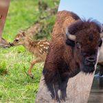 Jeleń sika, wirginijski, wapiti i bizon. To zwierzęta z listy gatunków inwazyjnych. Zagrażają polskiej przyrodzie?